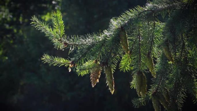 在阿雷佐附近的亚平宁山脉的森林中，松果悬挂在针叶树的树枝上。意大利。