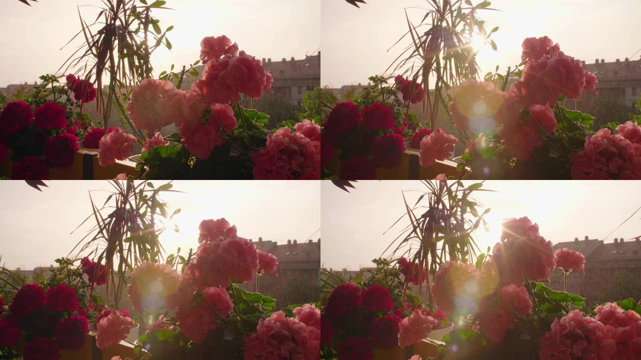 多雨的日落阳台上美丽的开花天竺葵。
