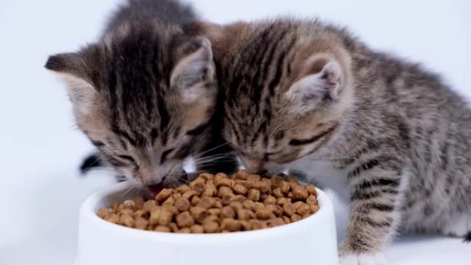 4k特写两只条纹小猫吃新鲜的干猫粮给小猫。白色背景上的小猫食品广告