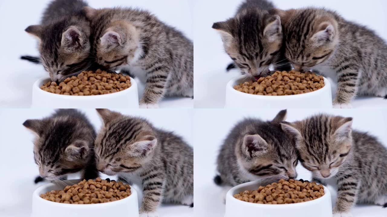4k特写两只条纹小猫吃新鲜的干猫粮给小猫。白色背景上的小猫食品广告