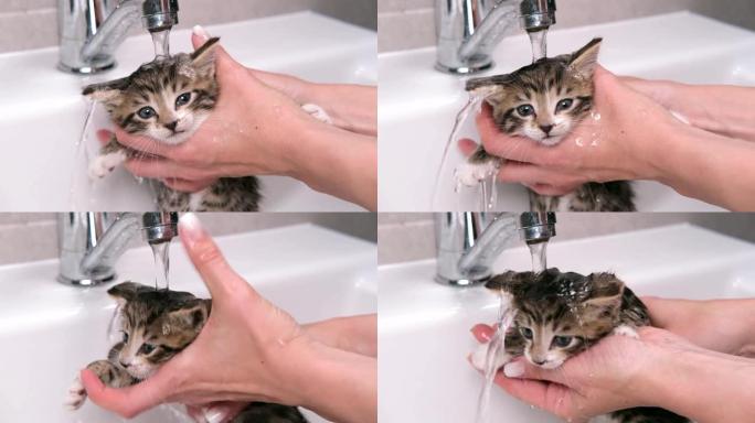 4k有趣的湿条纹虎斑可爱小猫洗澡。清洁宠物。女人的手在水槽里洗小猫。水下猫