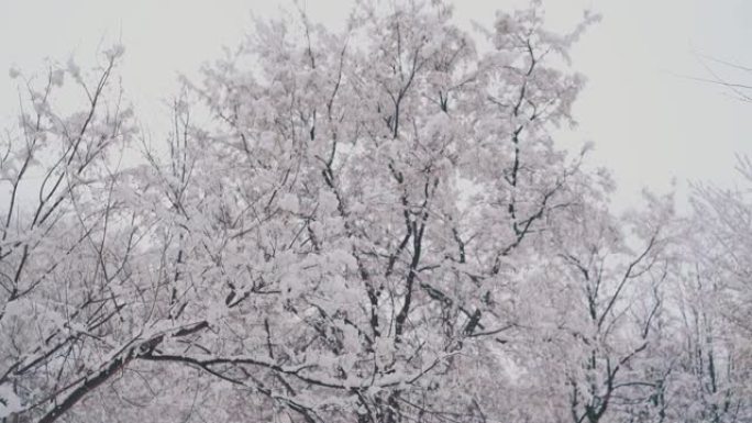 高树长枝厚雪层
