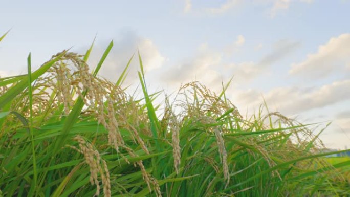 在风和黄昏的天空中生长的水稻