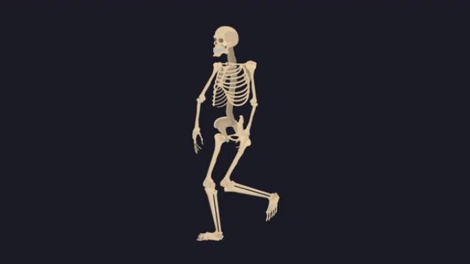 骨骼。人类骨骼的动画。卡通