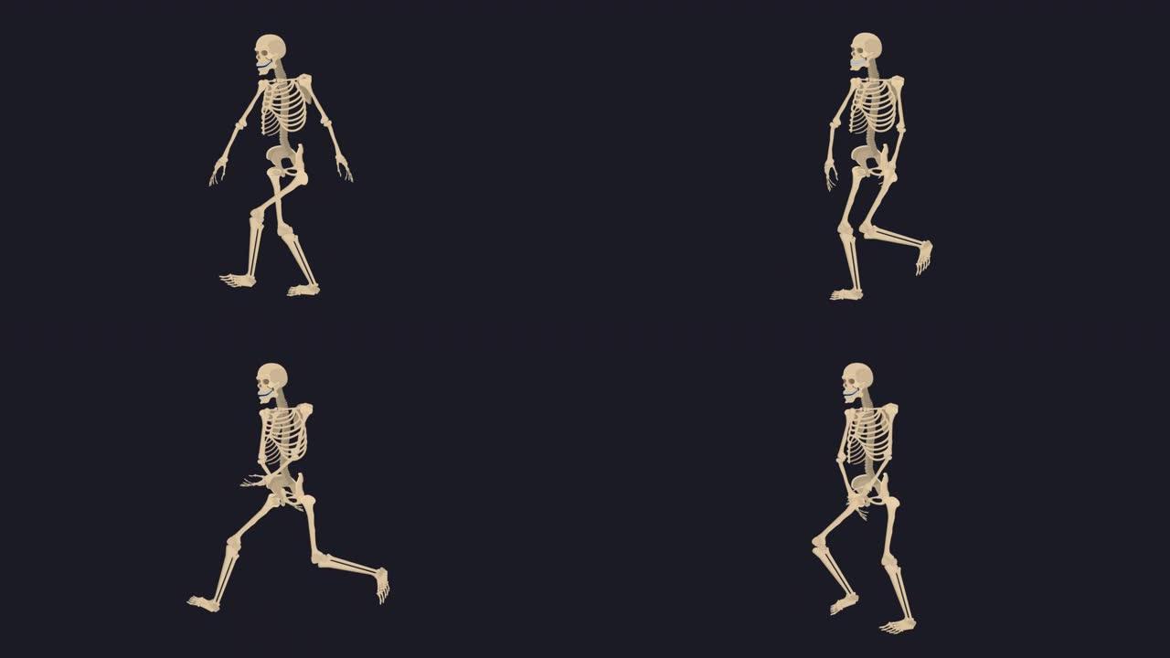 骨骼。人类骨骼的动画。卡通