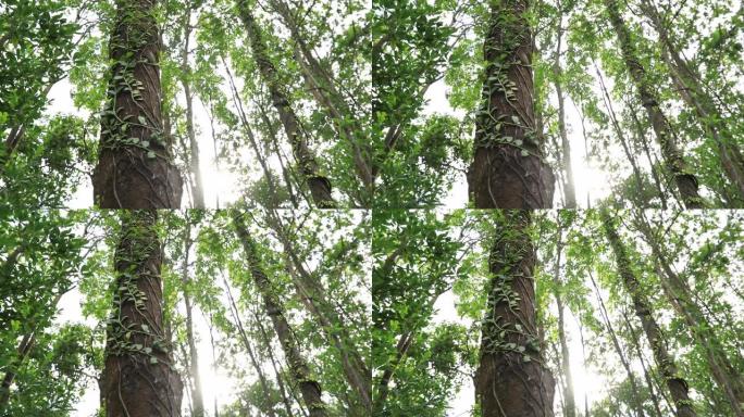 寄生藤蔓缠绕在热带森林的树干上