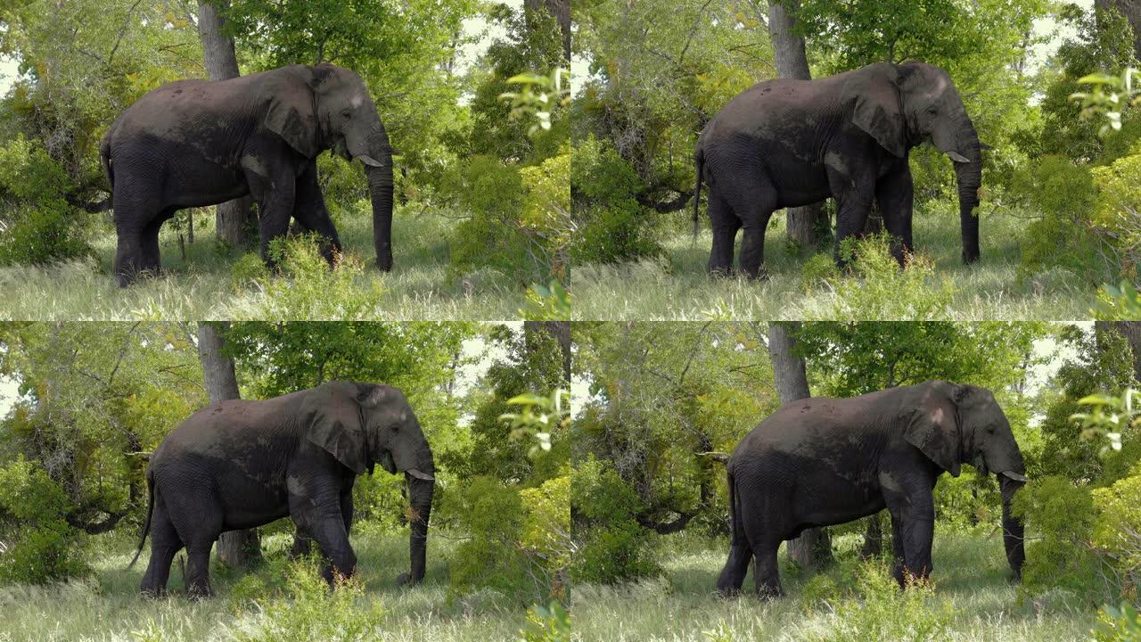 南非野外的大象。他在森林中动耳朵-大自然中的动物概念-特写镜头