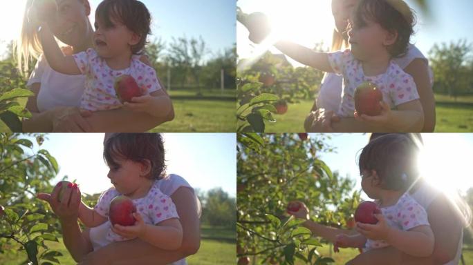 美丽无辜的女婴在苹果园与母亲玩得开心