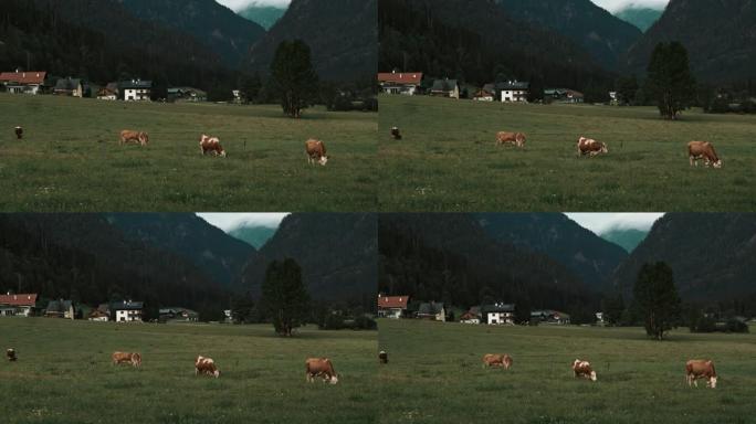 母牛在奥地利的绿地上漫游，后面有山