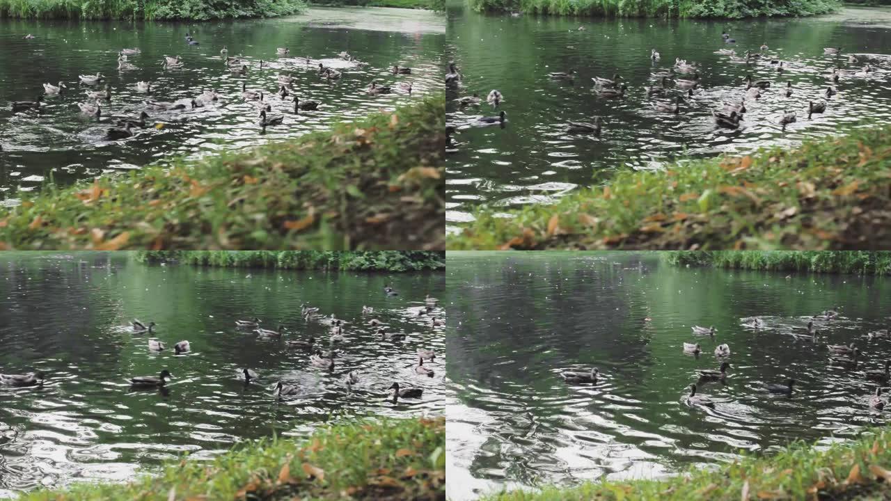 鸭子在岸边休息，在湖里游泳