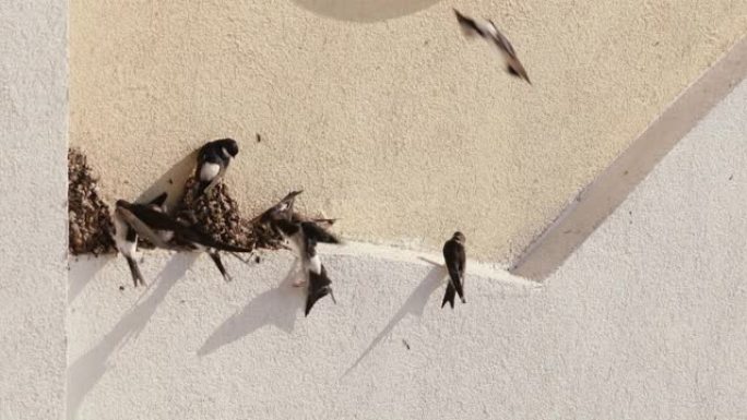 在一个阳光明媚的秋天早晨，成年和幼鸟在建筑物外墙上的巢穴附近吞下。