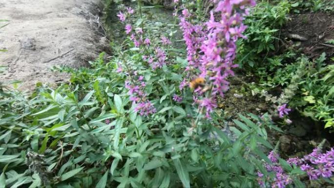 紫色花朵上的大红蜜蜂