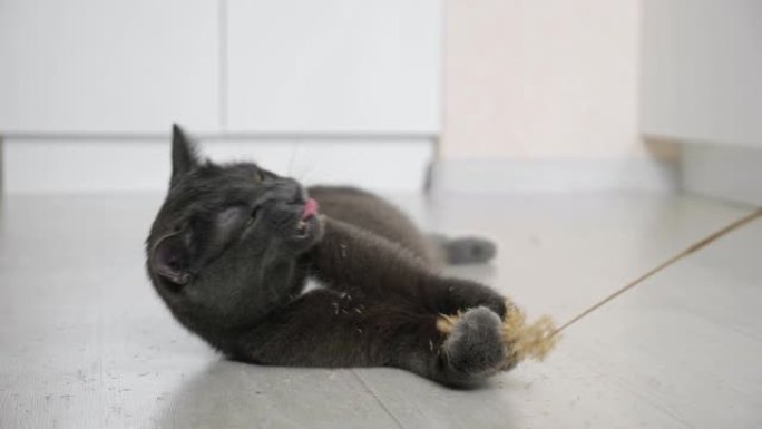 一只灰猫在地板上玩小穗的特写镜头