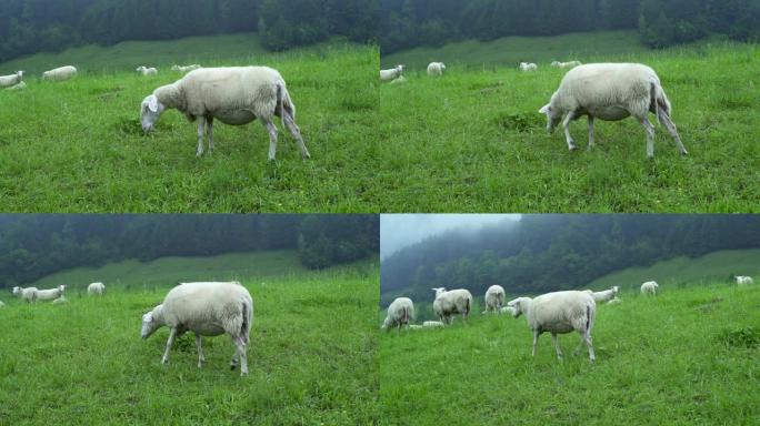 一群羊群在绿色的草地上吃草，在森林和丘陵背景下的村庄里。羊在栅栏外咀嚼草。牲畜饲养喂养。晨雾。Kuc