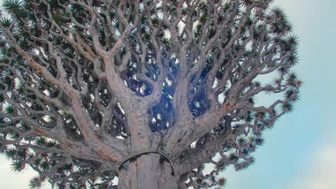 千龙树: 龙血树。特内里费岛的Icod de los Vinos镇。它是同类中唯一的一种，因为它的年