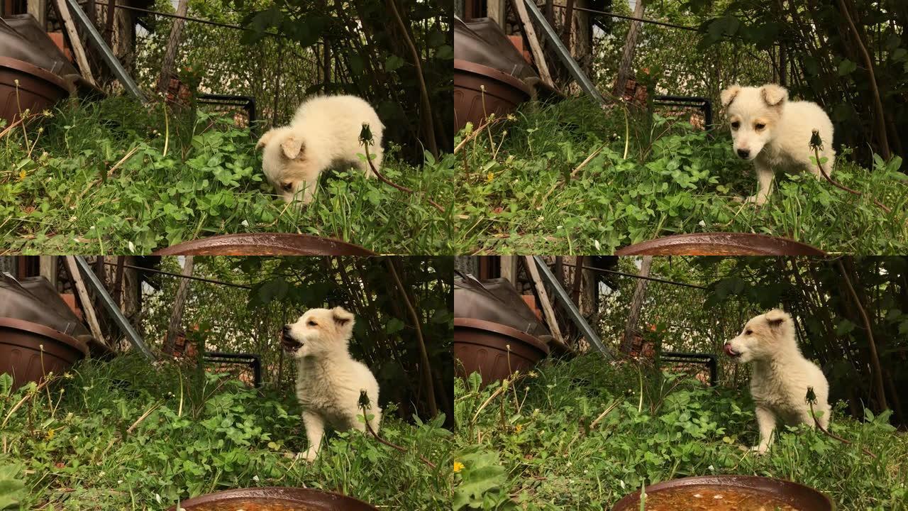 白色小狗在花园里喝水