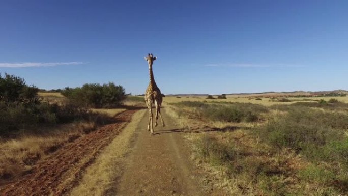 南非长颈鹿跑步的实际动作的详细演示