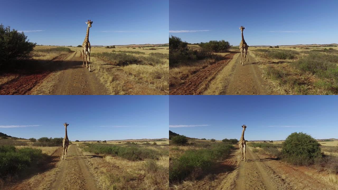 南非长颈鹿跑步的实际动作的详细演示