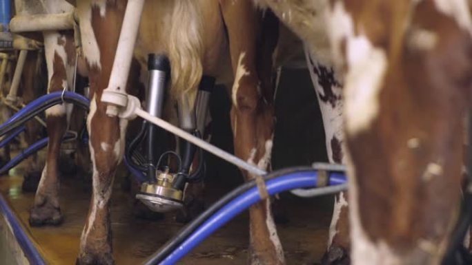 用挤奶机挤奶奶牛养殖业生物研究大自然动物