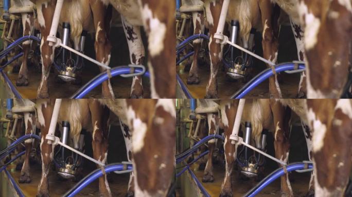 用挤奶机挤奶奶牛养殖业生物研究大自然动物