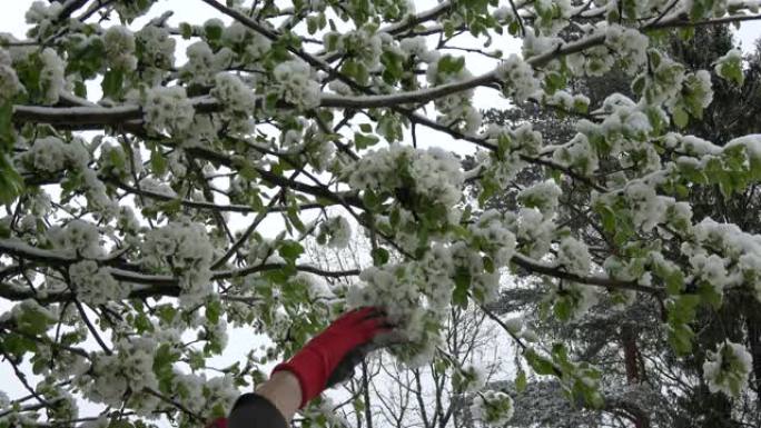 园丁手从开花的梨树树枝上除雪