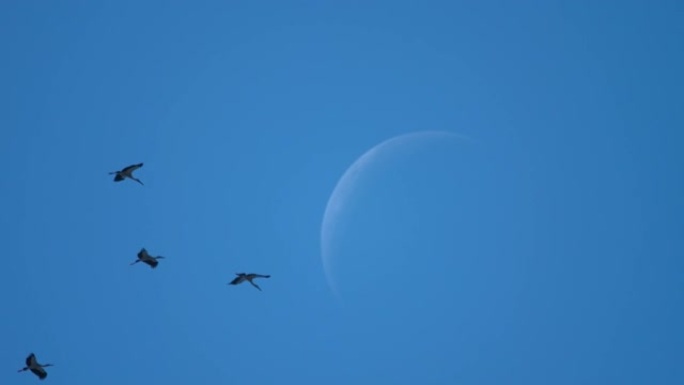亚洲开放的鸟群对抗月亮的新月