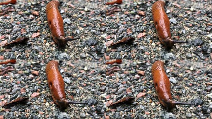德国的野生蛞蝓蠕动无脊椎动物爬虫