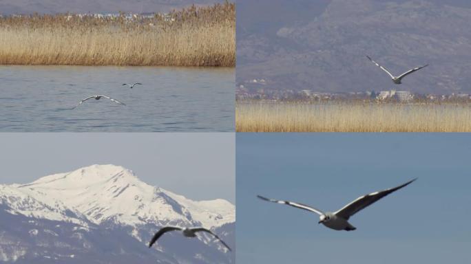 海鸥飞越奥赫里德湖，背景为雪山