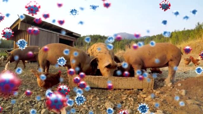 新型冠状病毒肺炎细胞对抗在农场进食的母鸡和猪