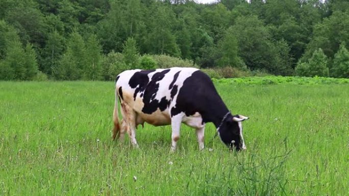 荷尔斯泰因奶牛在夏季的牧场上吃草，天然有机乳制品生产概念