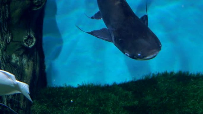 水族馆。明亮的蓝色背景。鲶鱼在清澈的水中游泳。