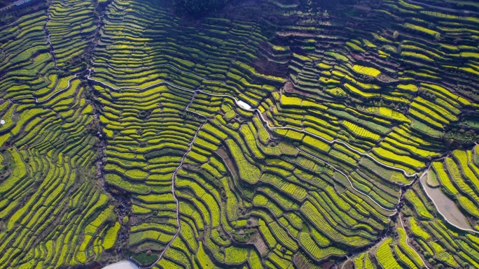 梯田 油菜花 自然村落