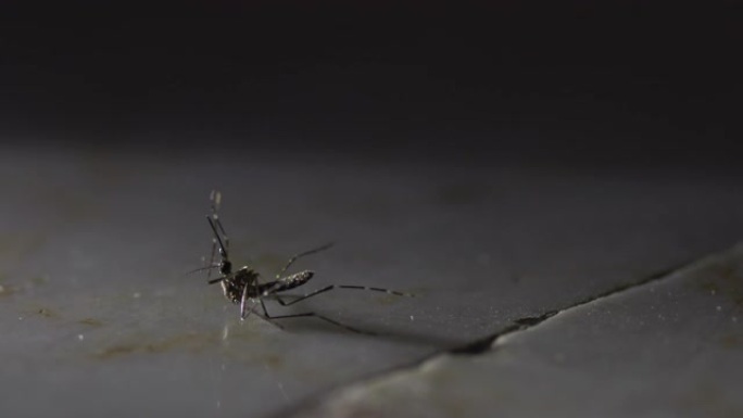 地板上的蚊子特写拍摄