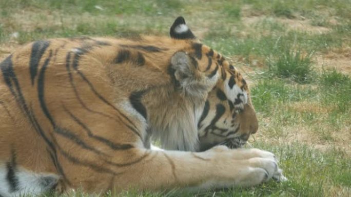 老虎吃生肉的特写镜头。