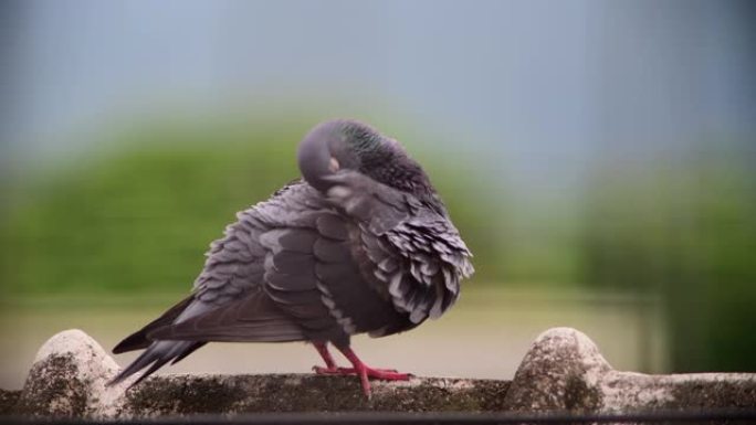 鸽子的尖锐细节黑鸽子实拍视频特写镜头