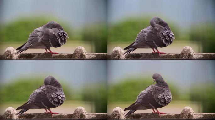 鸽子的尖锐细节黑鸽子实拍视频特写镜头
