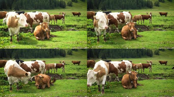 牧场上的高山奶牛宣传片畜牧业放养