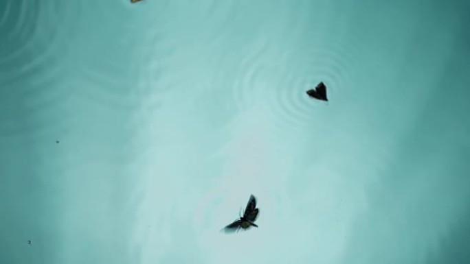 蝴蝶漂浮在水中
