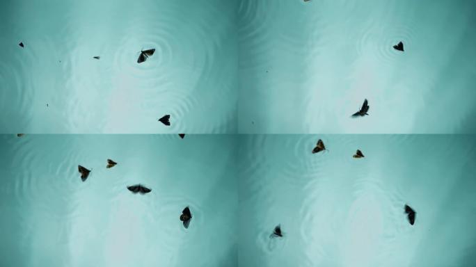 蝴蝶漂浮在水中