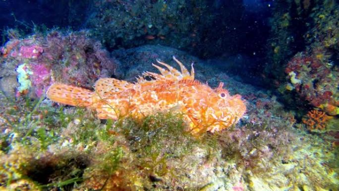 水下海洋生物蝎子鱼安静靠近相机