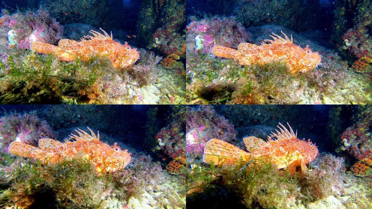 水下海洋生物蝎子鱼安静靠近相机