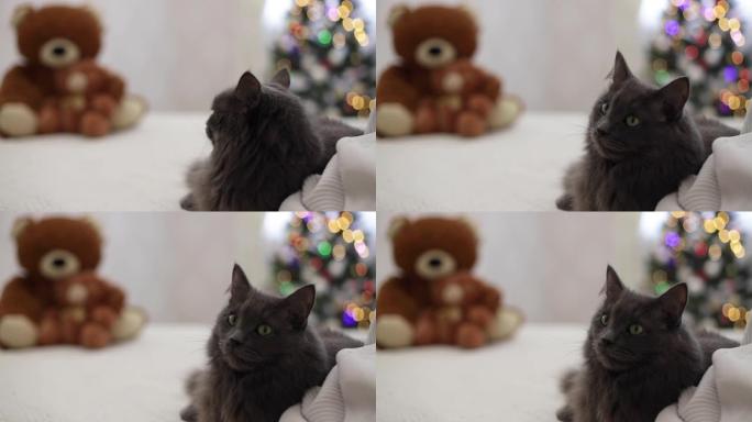 圣诞快乐!灰色有趣的猫躺在沙发上，背景是儿童玩具泰迪熊大大小小的坐在圣诞树上。