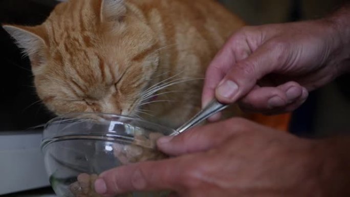 红猫吃勺子里的肉食。照顾宠物
