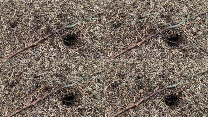 蚁群特写，Formica rufa，也被称为红木，南方木或马蚁在森林的蚂蚁山上奔跑