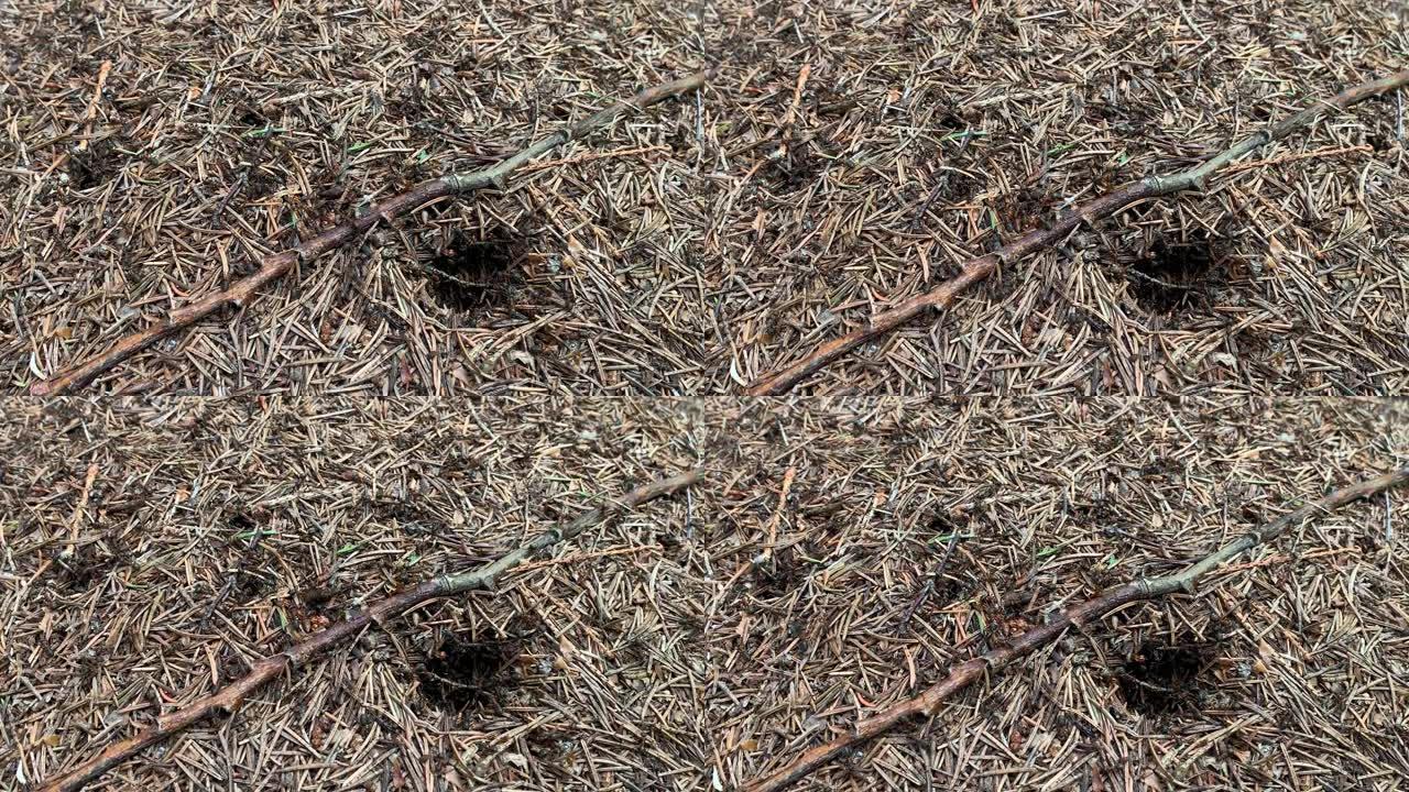 蚁群特写，Formica rufa，也被称为红木，南方木或马蚁在森林的蚂蚁山上奔跑