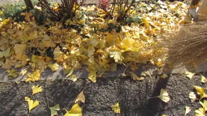 用扫帚收集银杏树的鲜黄色叶子