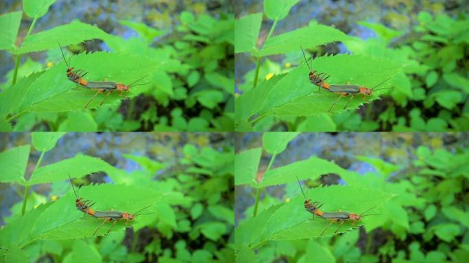 仔细观察叶子上的两只交配的虫子