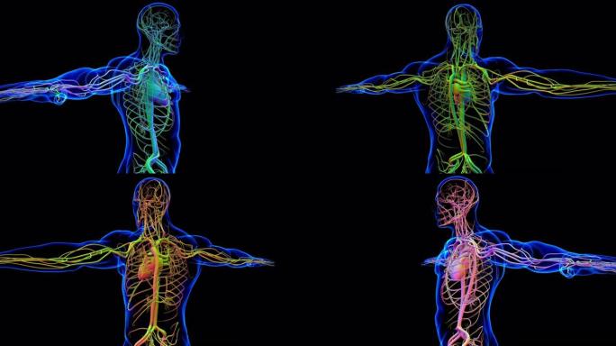 具有循环系统解剖学的人体心脏医学概念3D