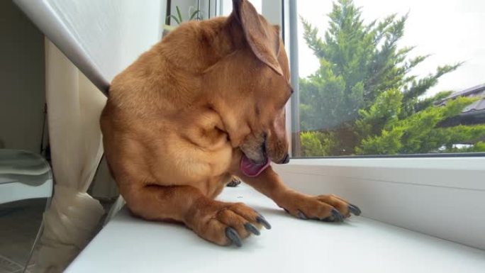 狗舔他的腿和爪子。腊肠犬先生躺在家里的窗台上舔手腕和腿。宠物美容和清洁的特写视图