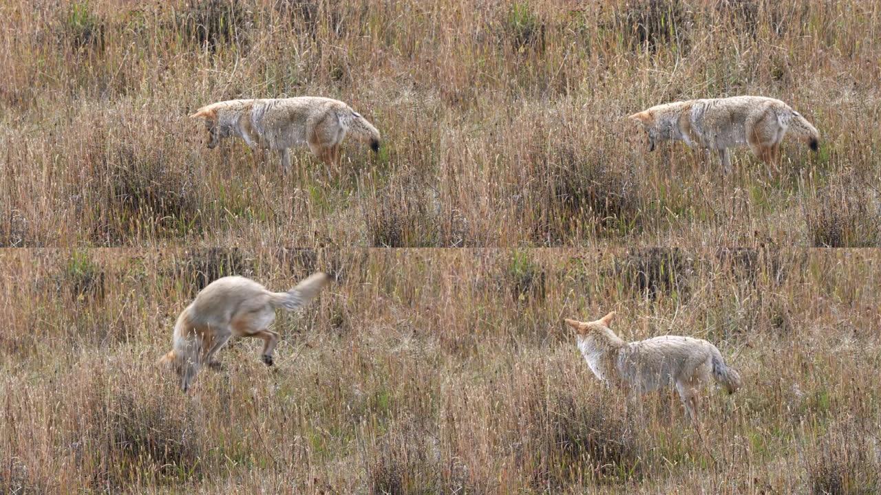 土狼在黄石公园的草地上追赶老鼠